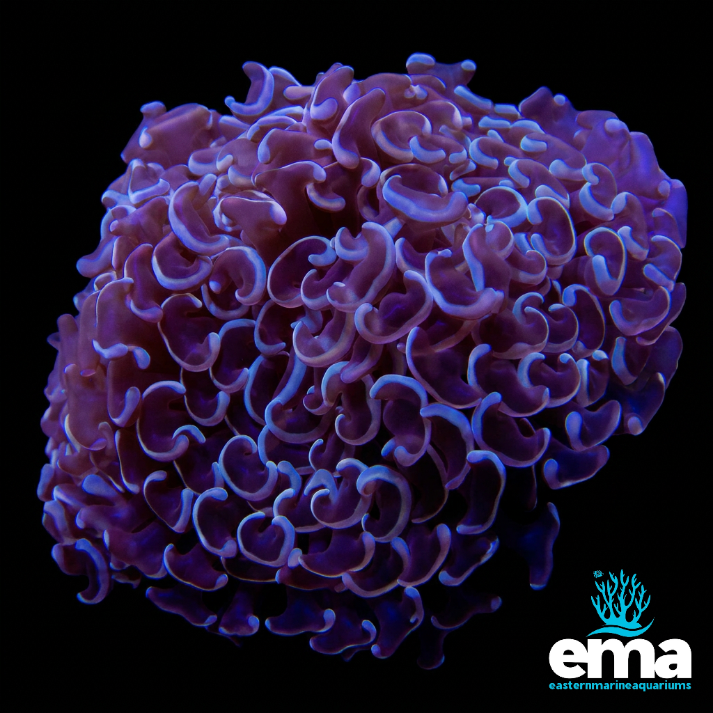 Metallic Purple Hammer Coral