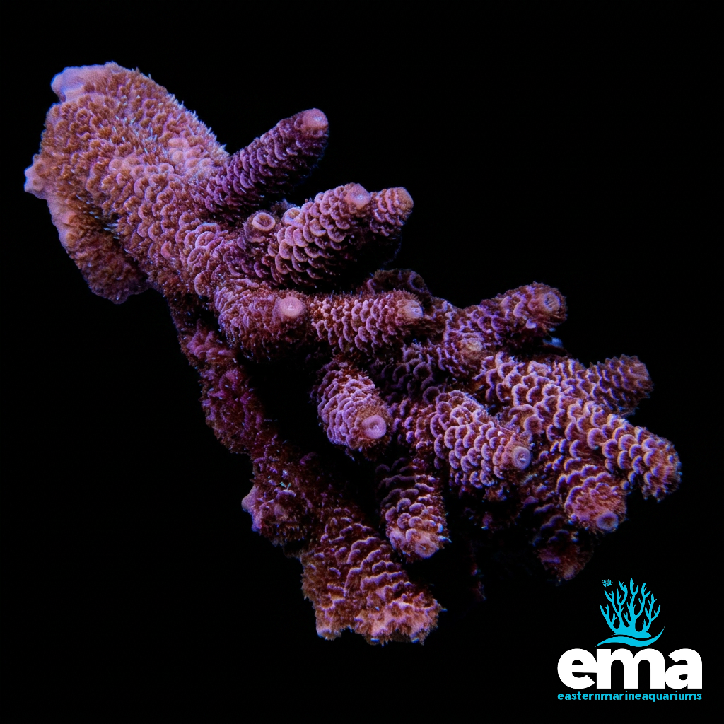 Purple Gold Millepora