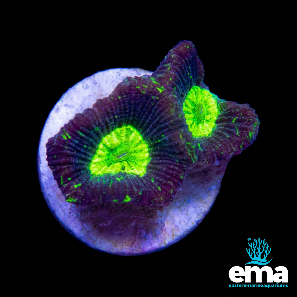 Splattered Toxic Eye Goniastrea Fragment