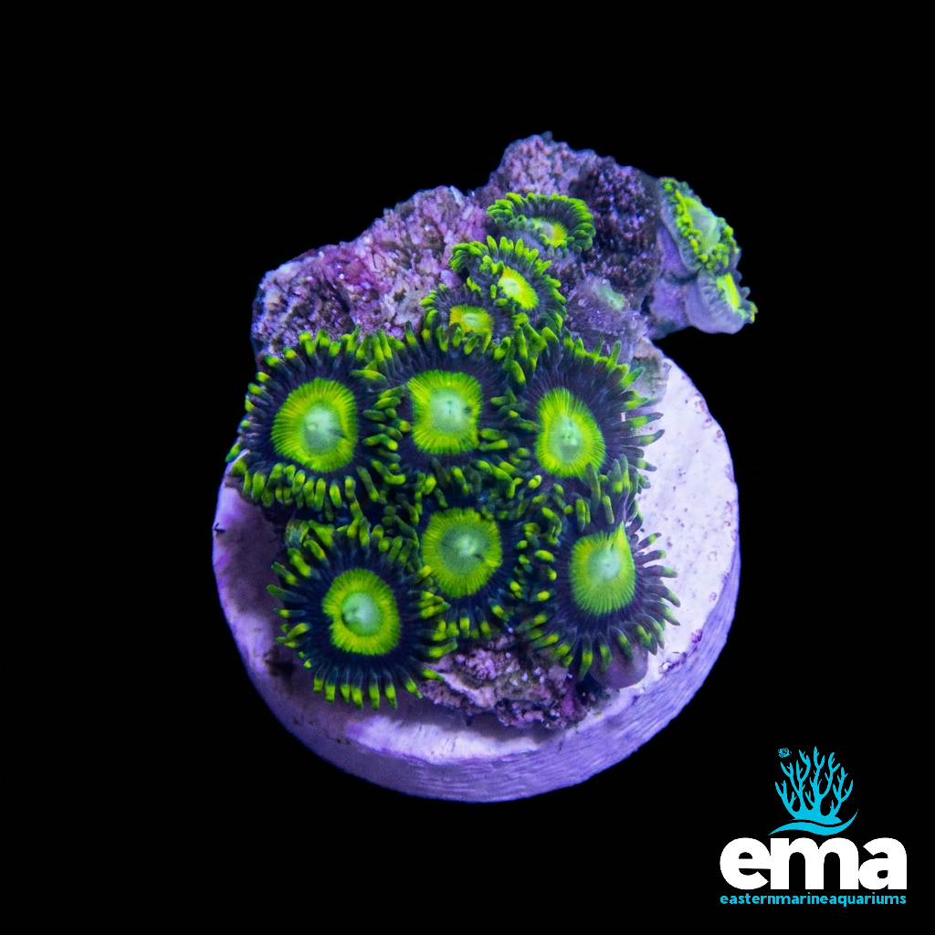 Zoanthid Fragment