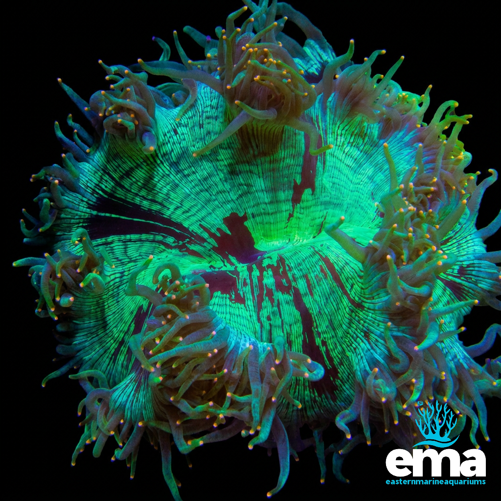 Yellow Tipped Toxic Green Elegance Coral