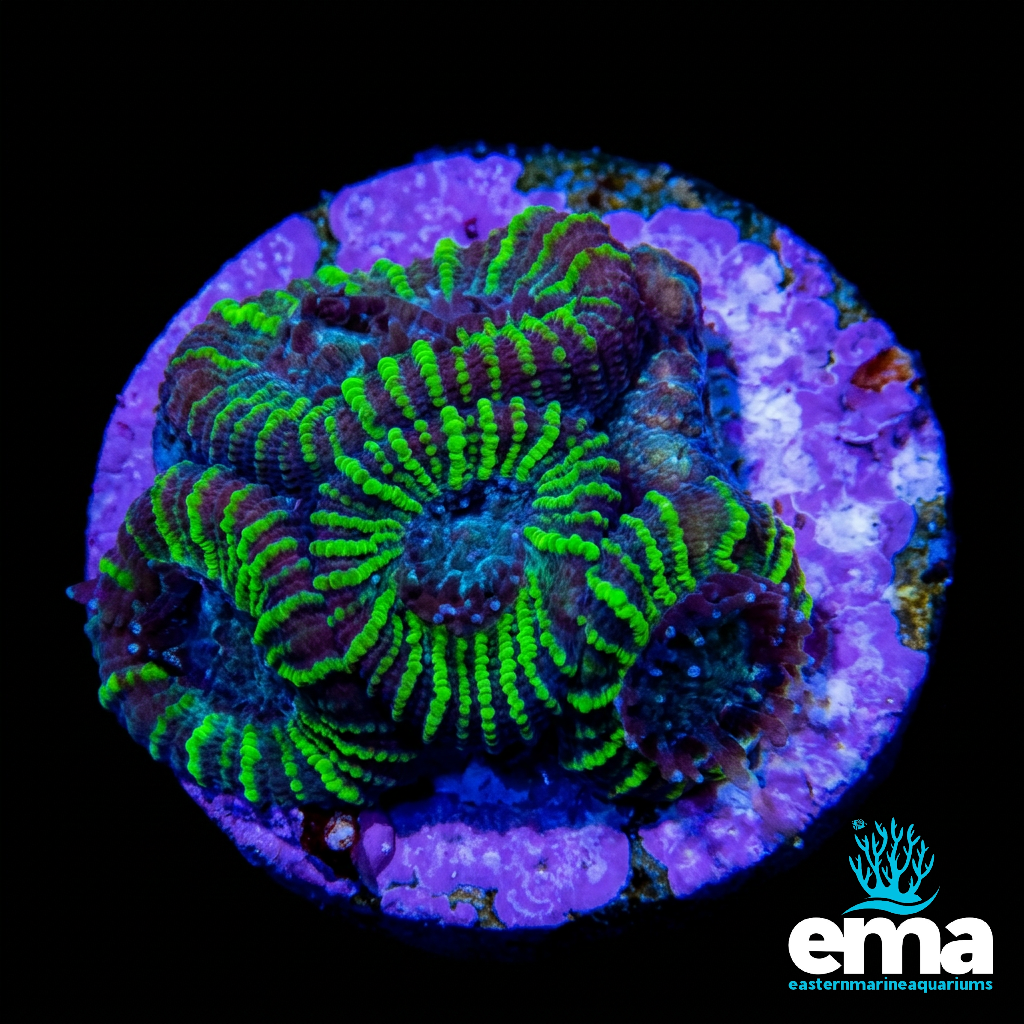 Toxic Green Favia Fragment