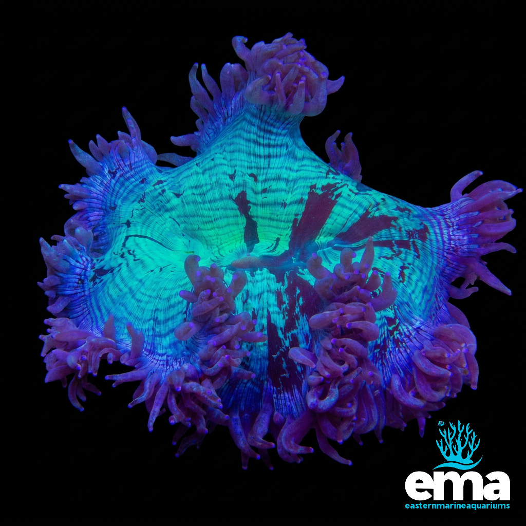 Ghost Elegance Coral