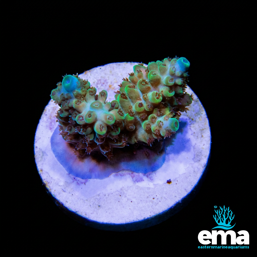 Green & Blue Tipped Acropora Fragment