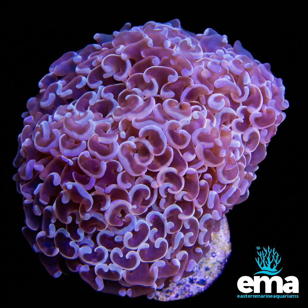 Metallic Purple Hammer Coral