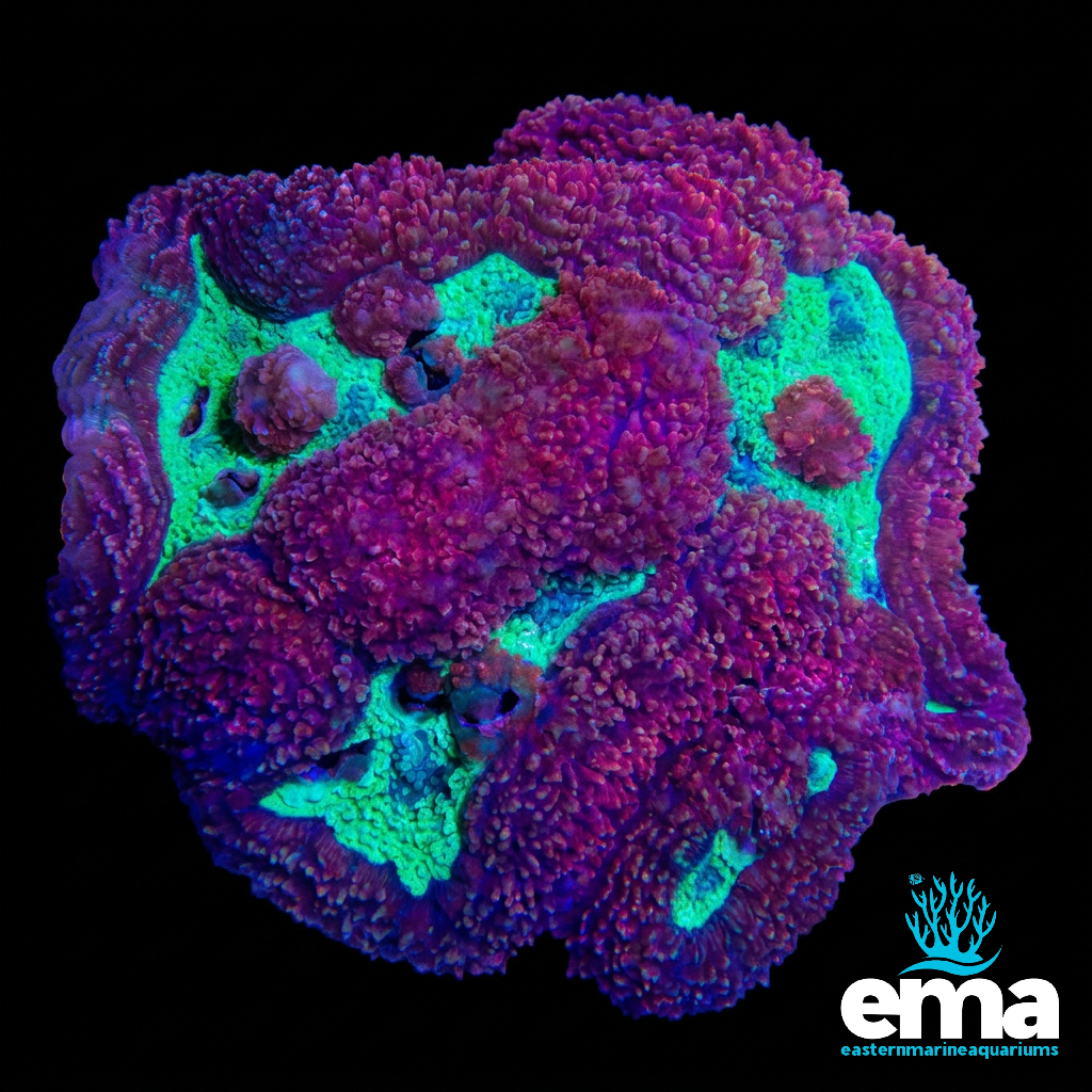 Red & Green Symphyllia Coral