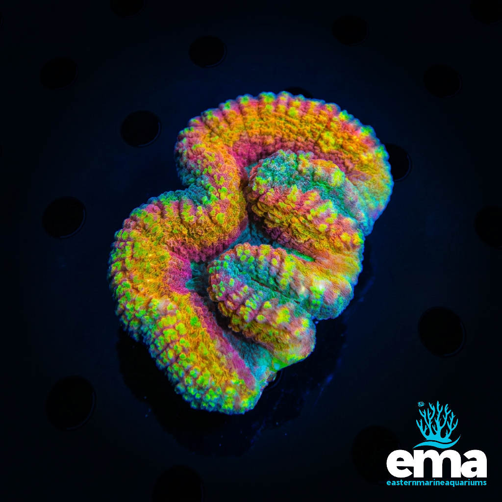 Rainbow Lobophyllia