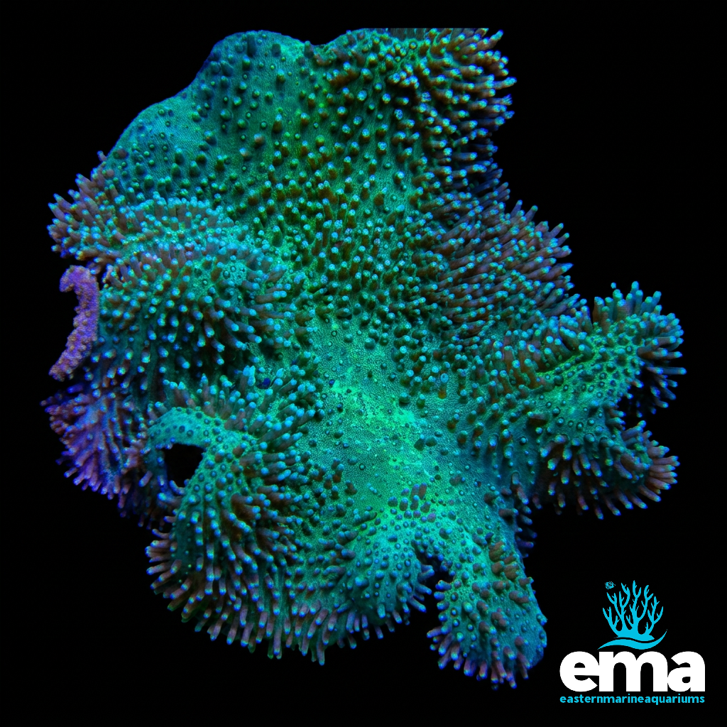 Neon Green Toadstool