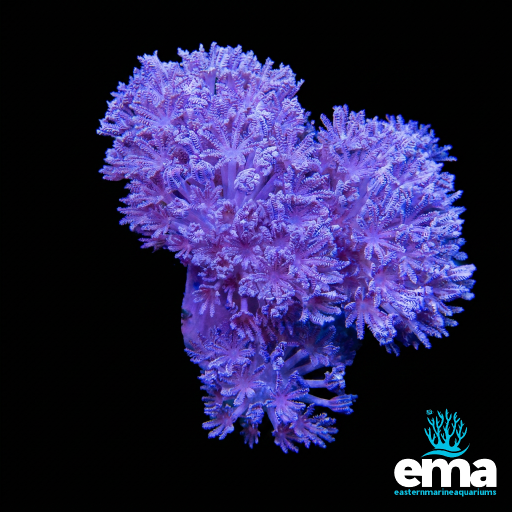 Pulsing Xenia Colony - Medium