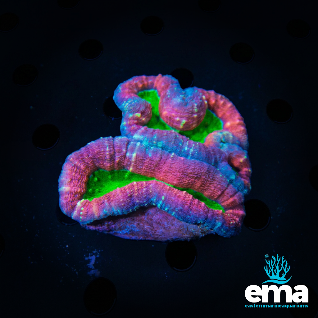 Toxic Green Lobophyllia