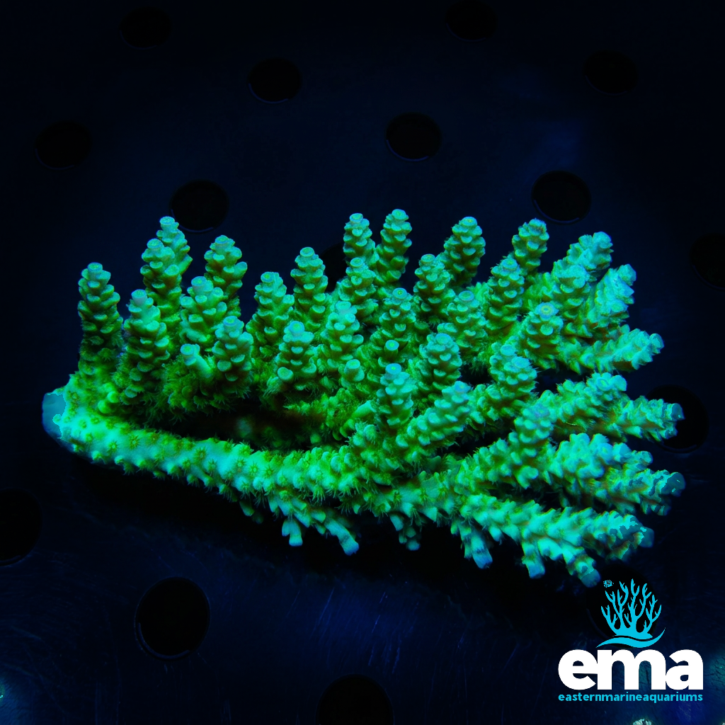 Toxic Green Acropora sp.