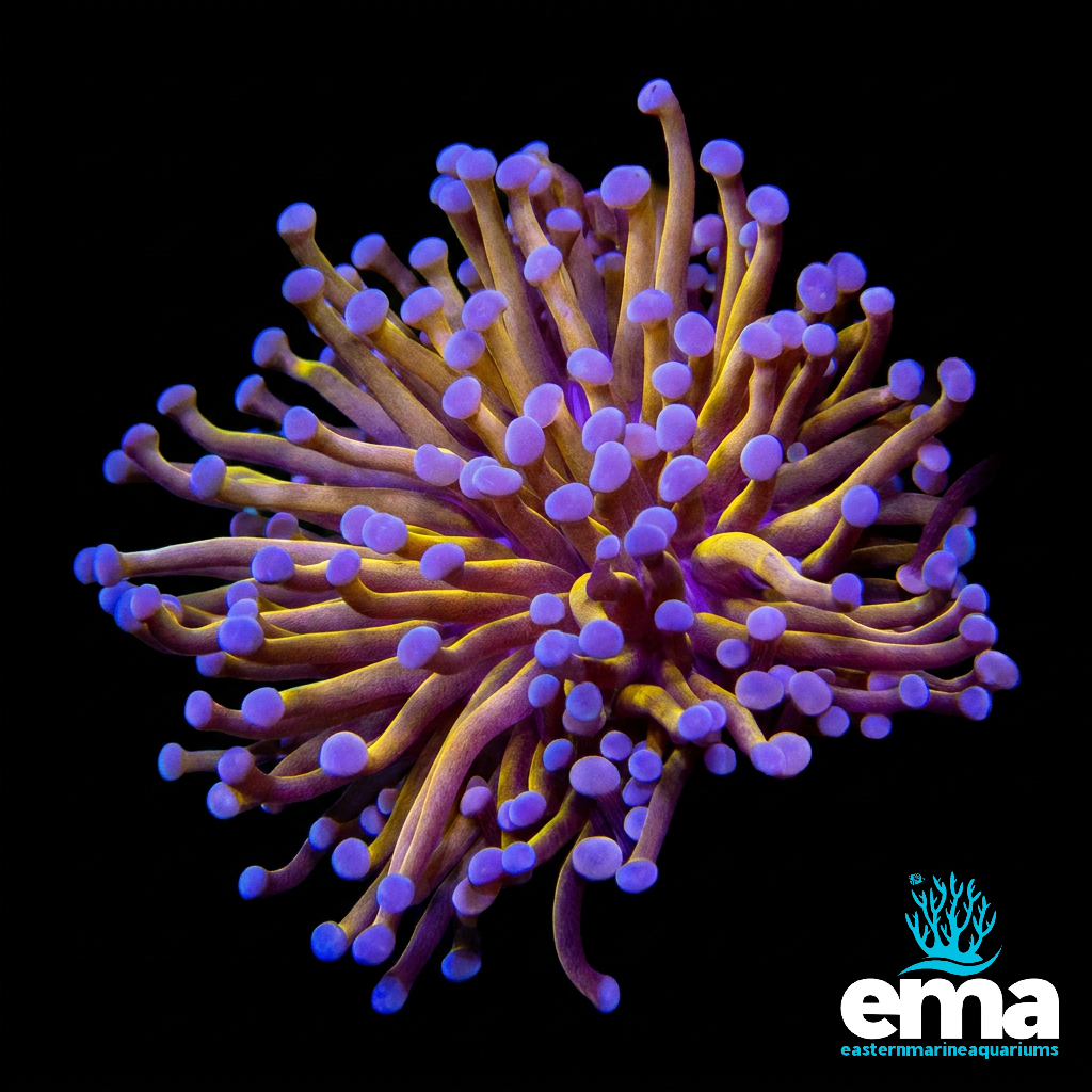 24k Gold Torch Coral