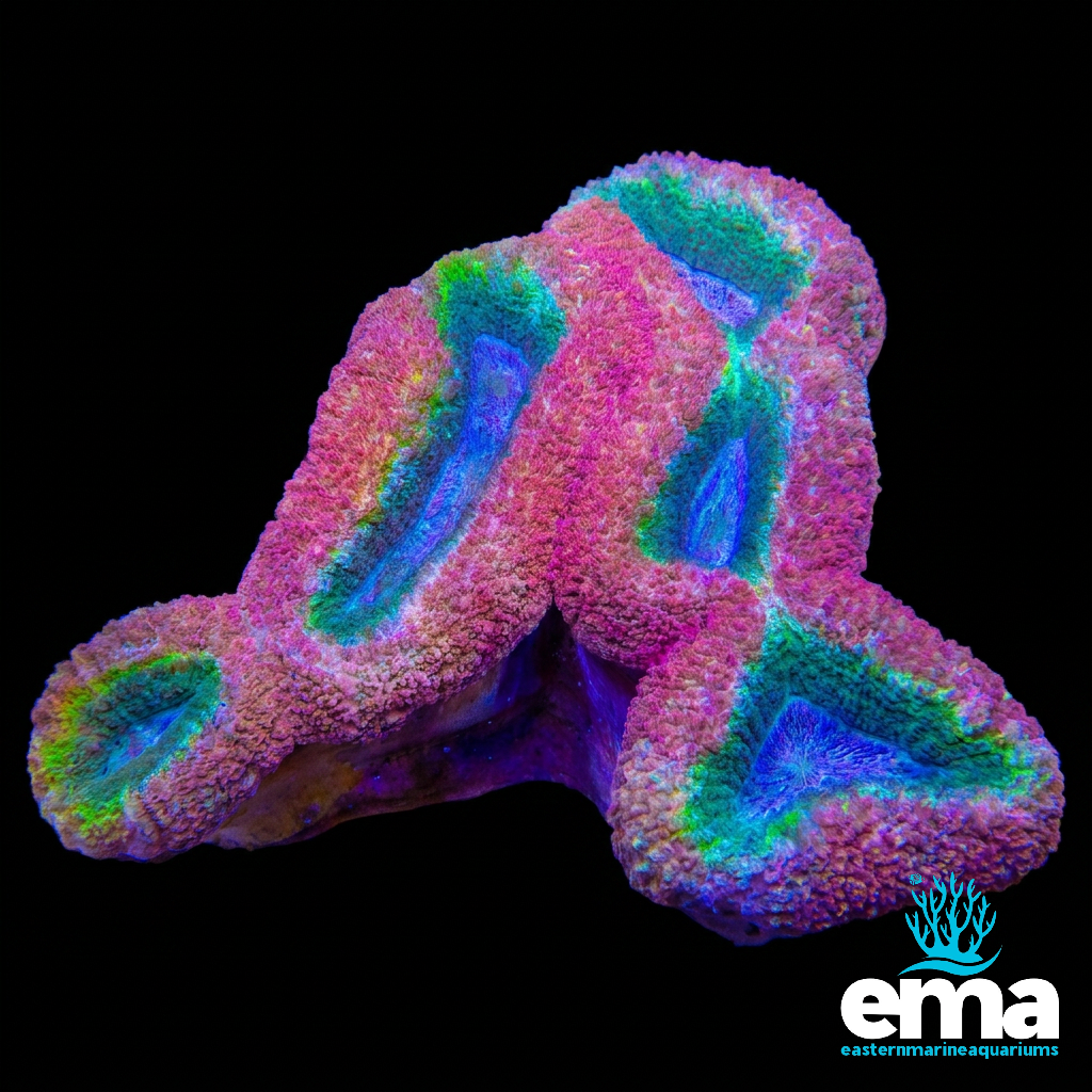 Rainbow Lobophyllia