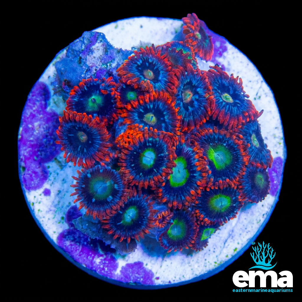 Zoanthid Fragment