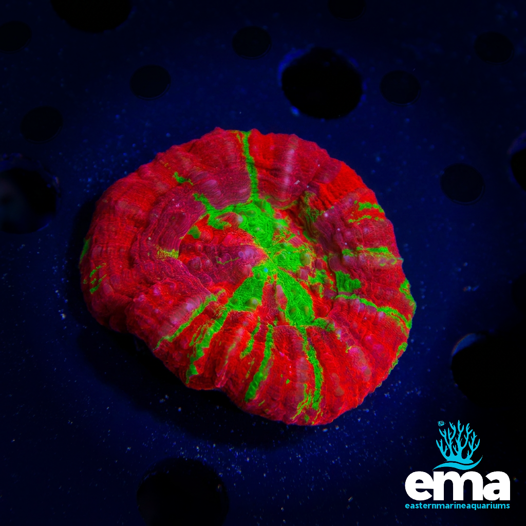 Toxic Bleeding Apple Scolymia