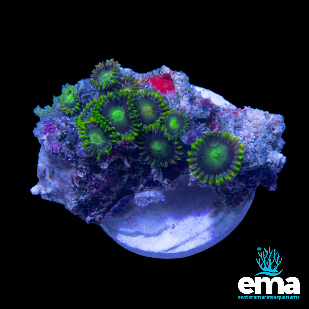 Zoanthid Fragment
