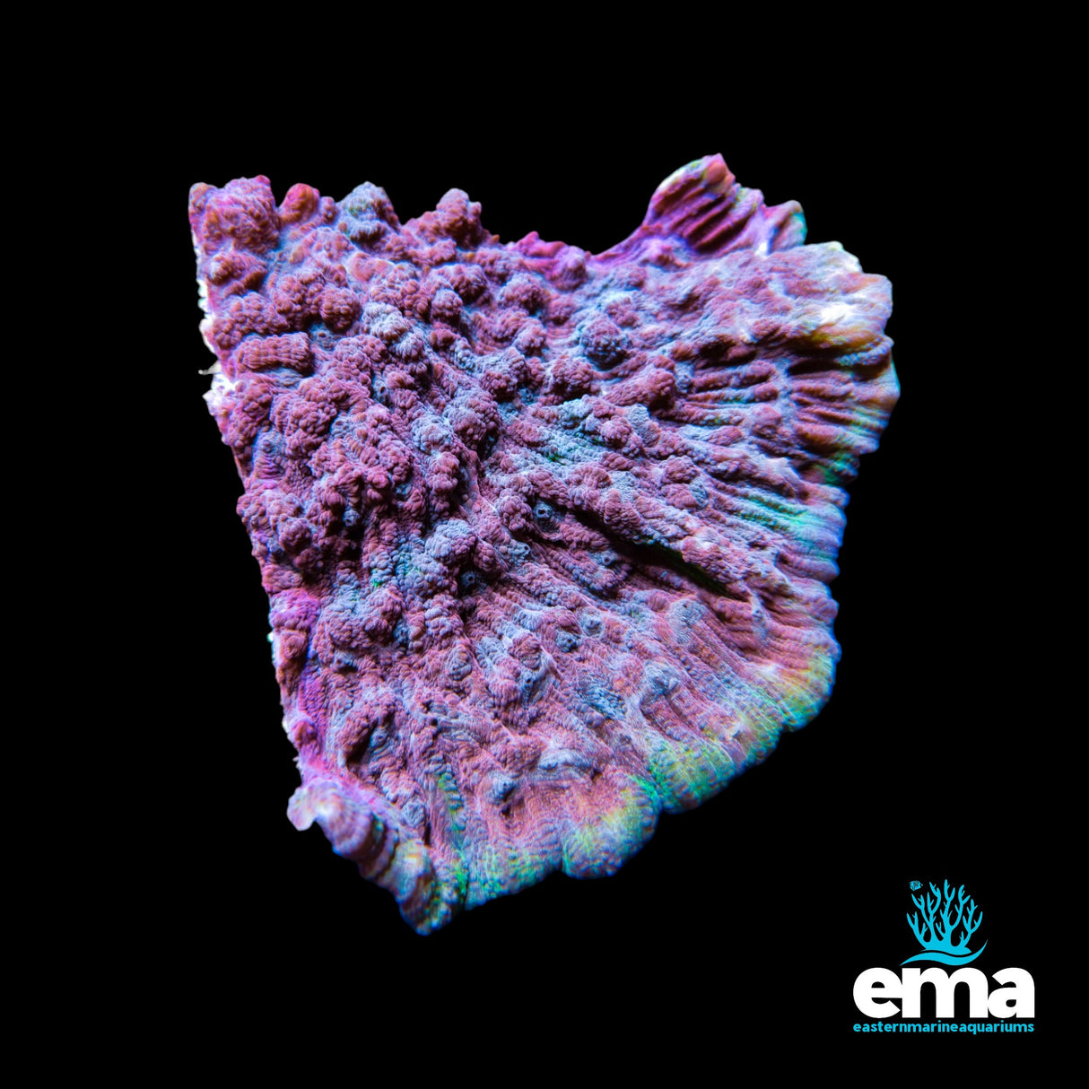 Aquacultured Chalice Coral