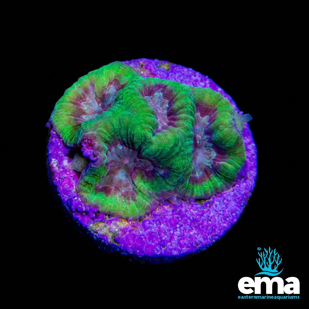 Green & Purple Goniastrea Fragment