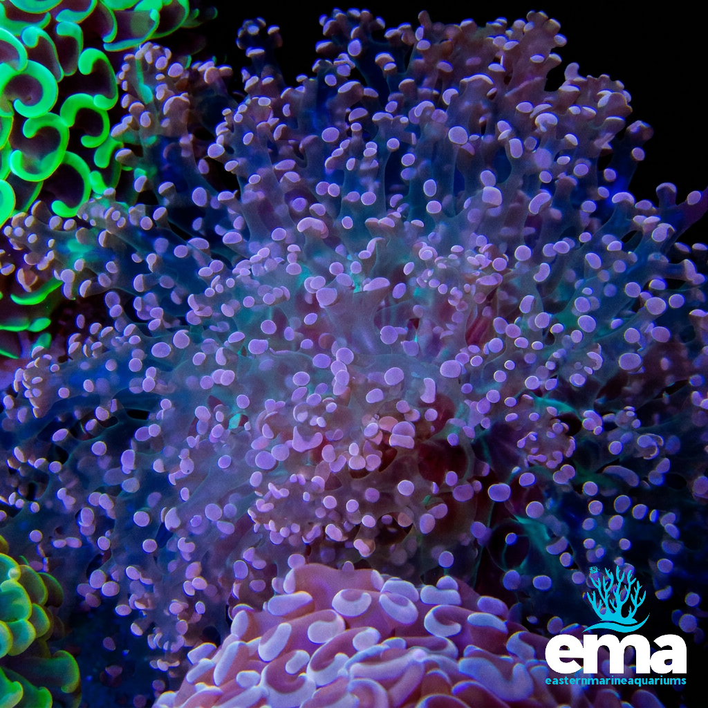 Green & Purple Frogspawn