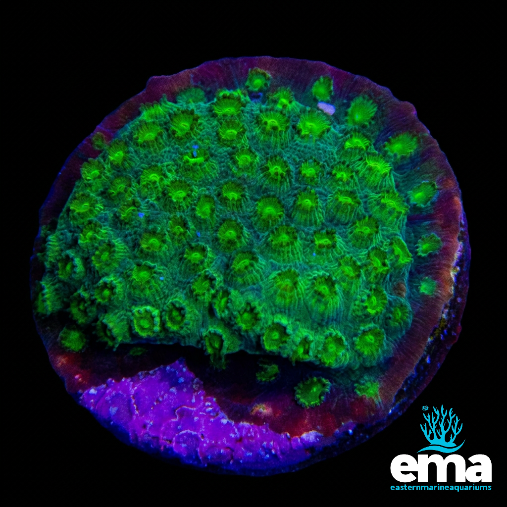 Green Cyphastrea