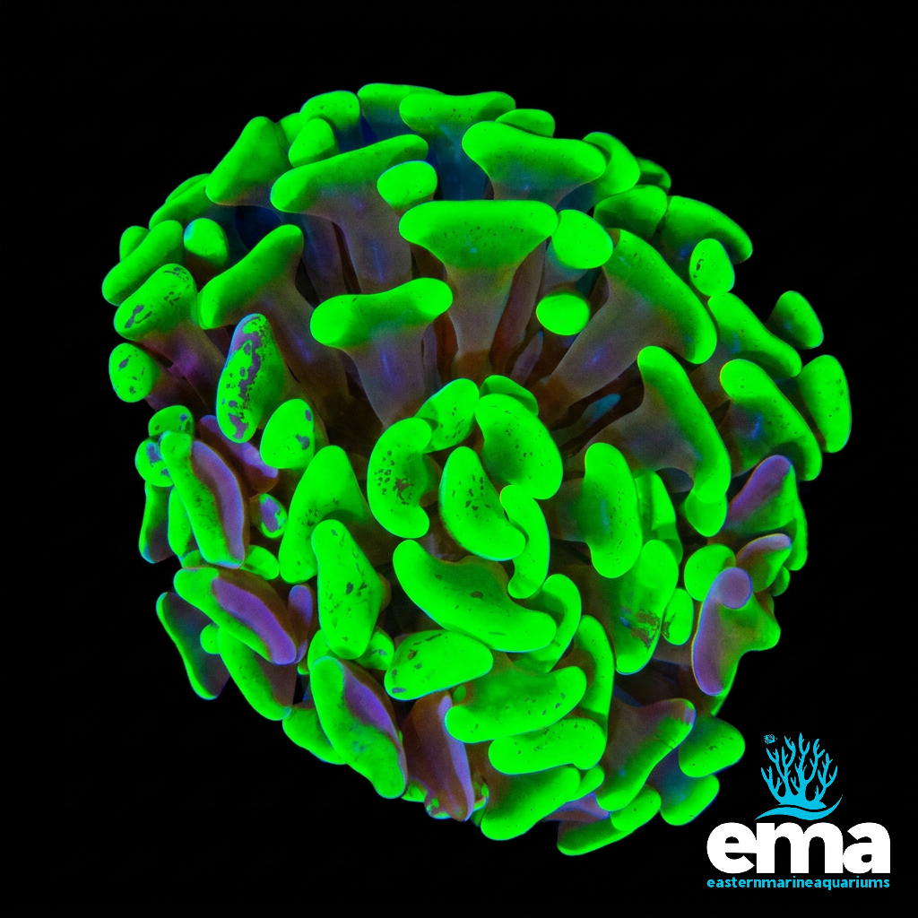 Highlighter Green Hammer Coral