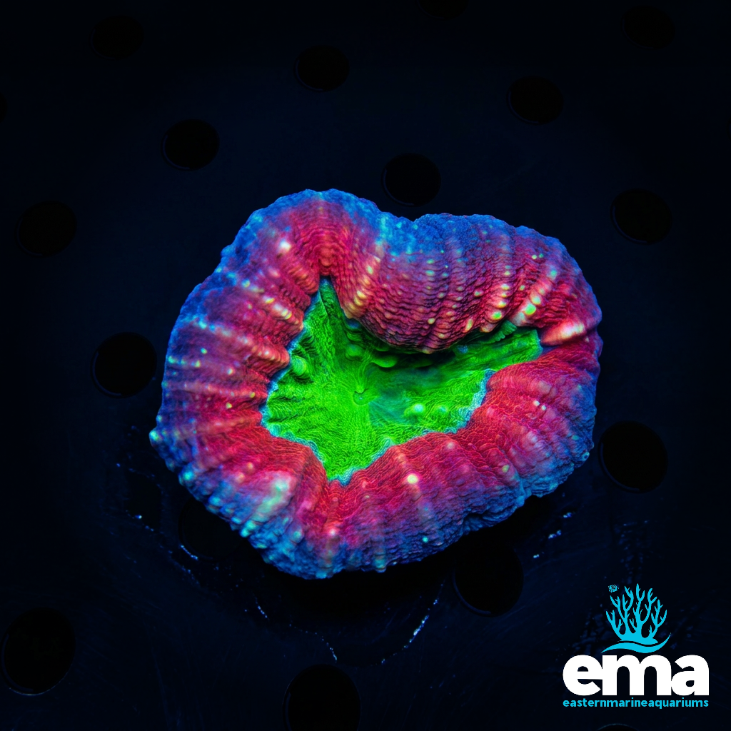 Lobo Coral