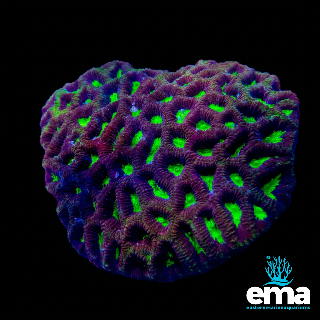 Goniastrea