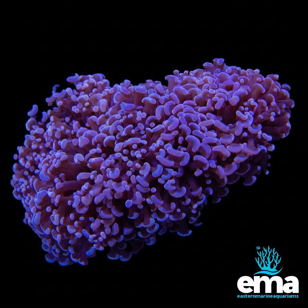 Purple Frammer Coral