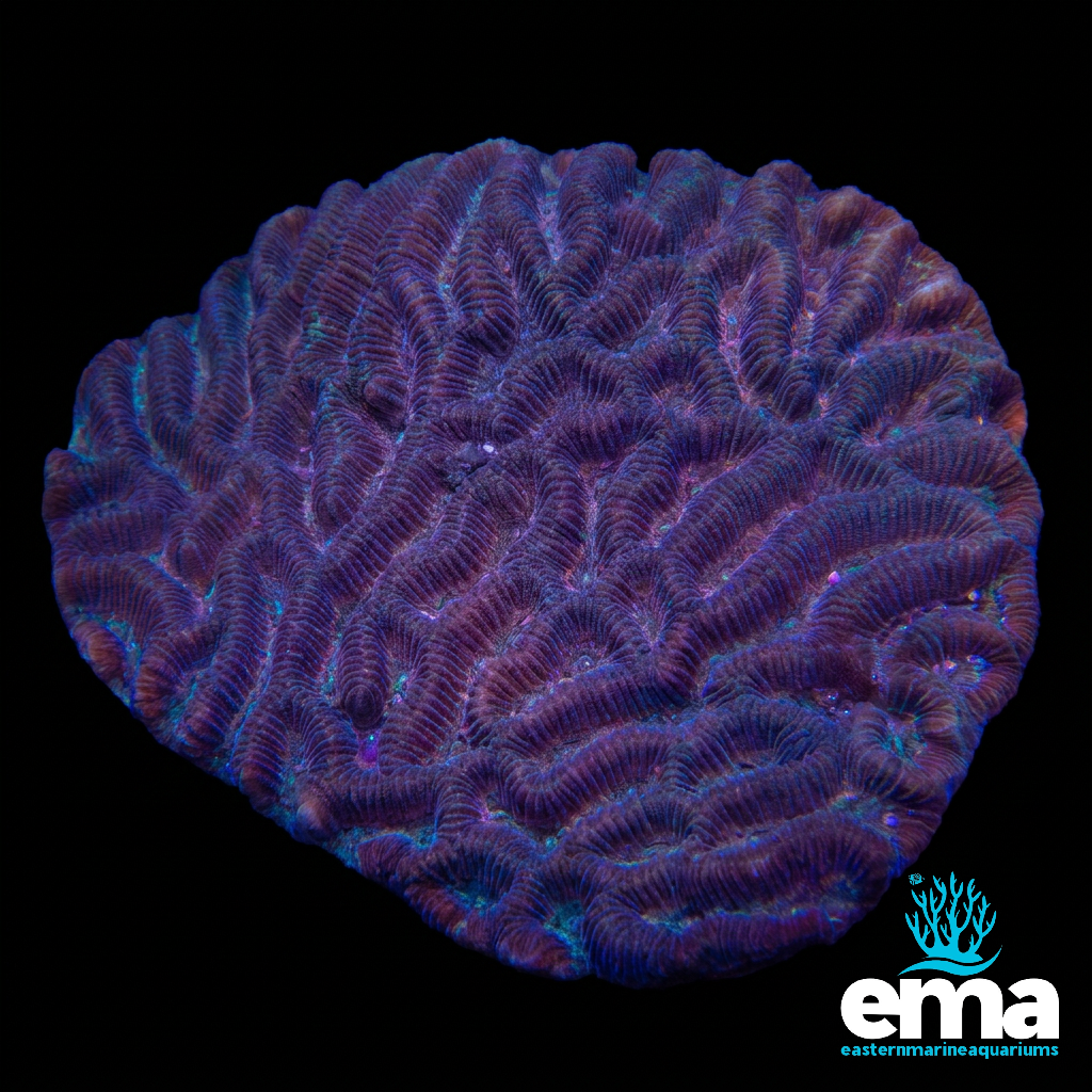 Purple Maze Brain Coral