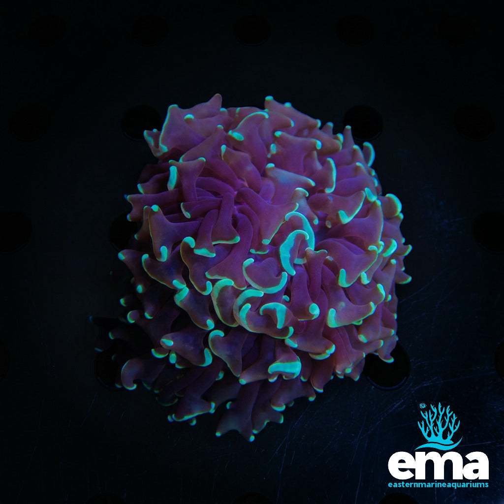 Hammer Coral