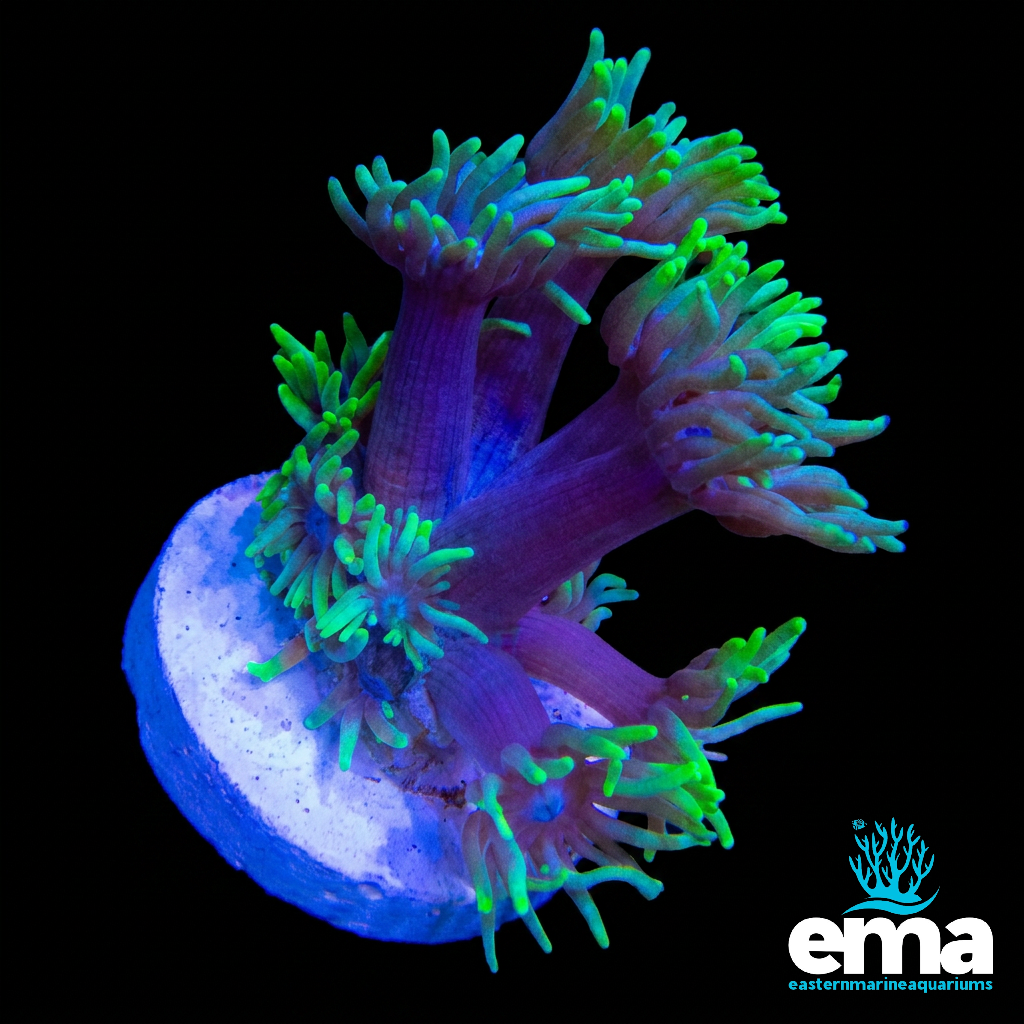 Green Goniopora Coral