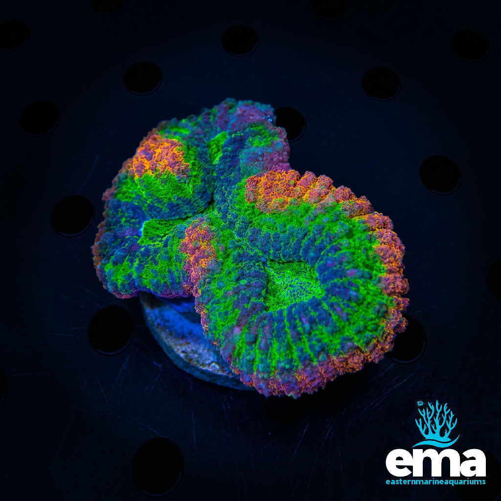 Rainbow Lobophyllia