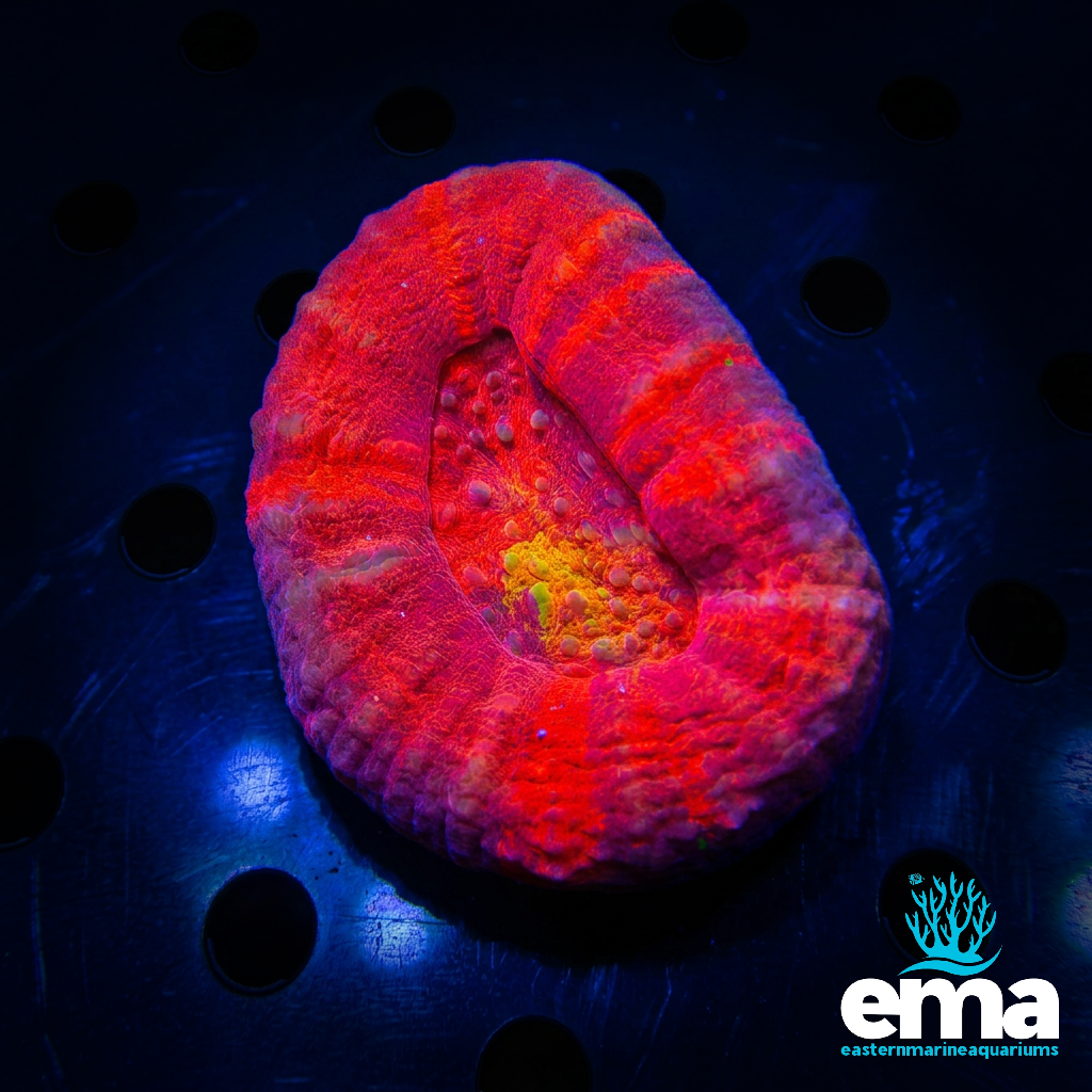 Yellow Mouth Scolymia