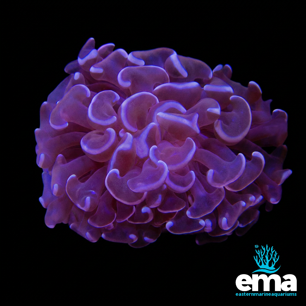 Purple Hammer Coral