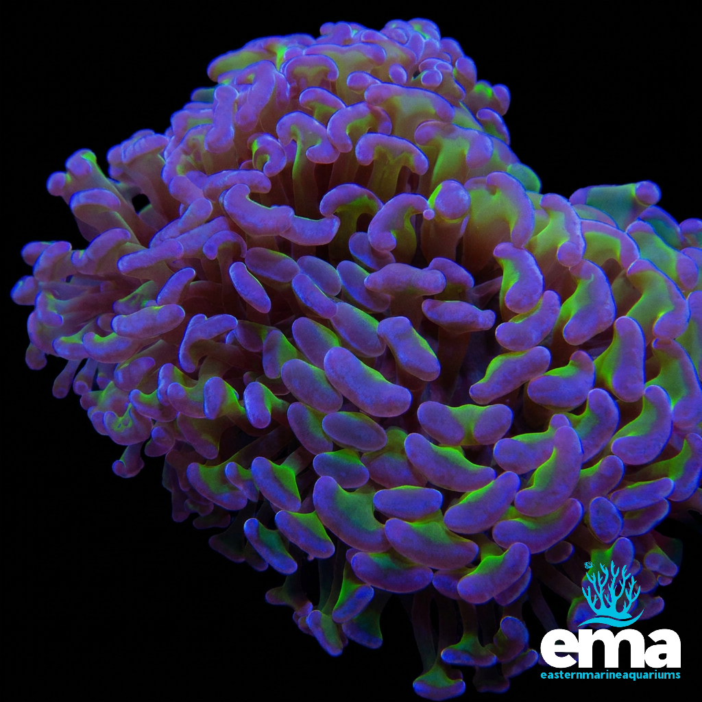 Reverse Hammer Coral