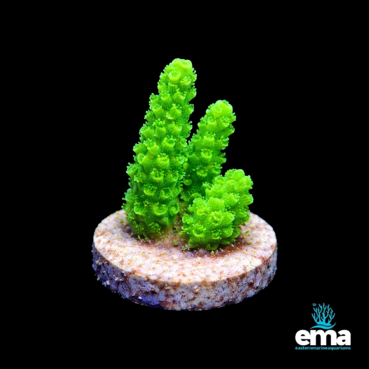 Bali Slimer Fragment