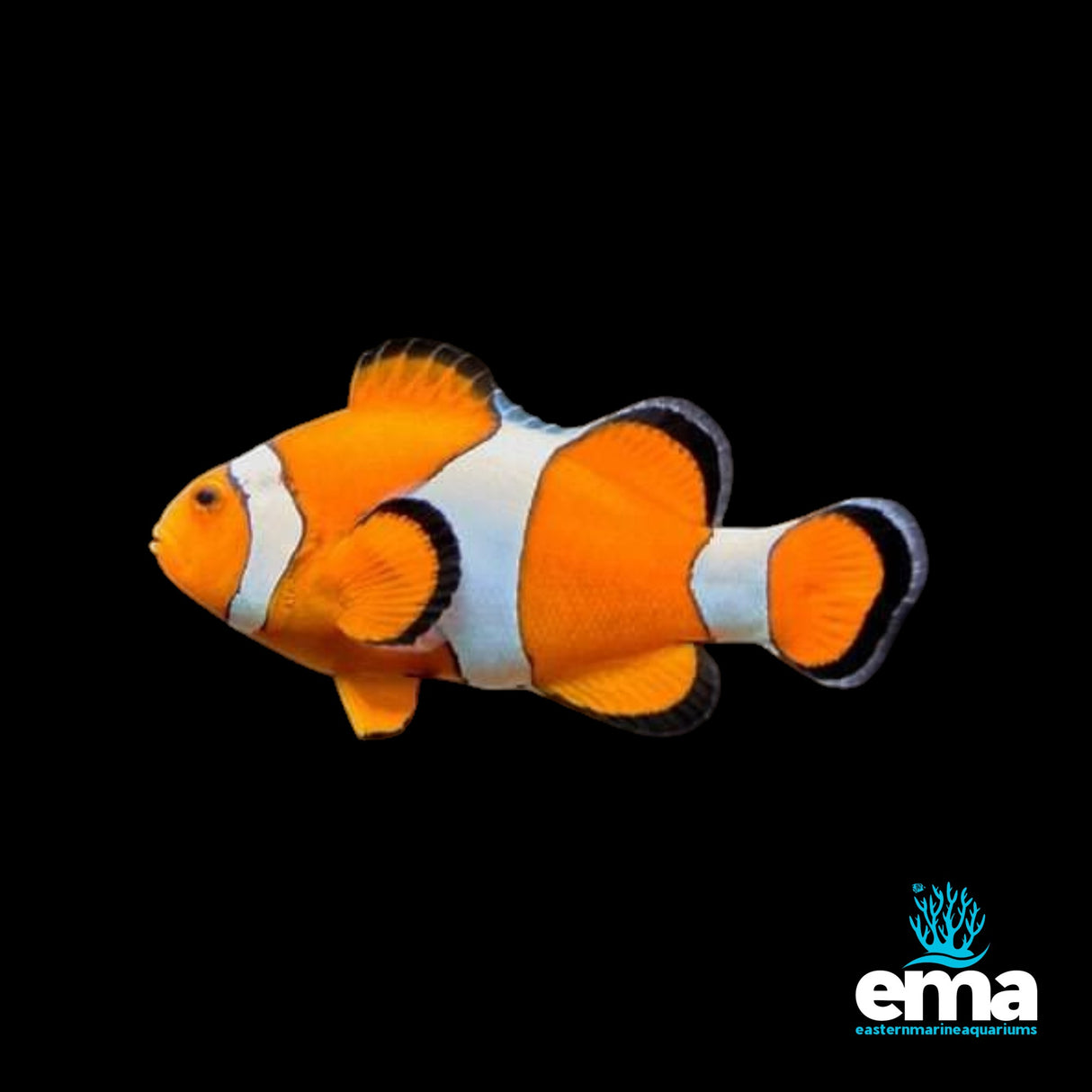 Black Line Percula Clownfish