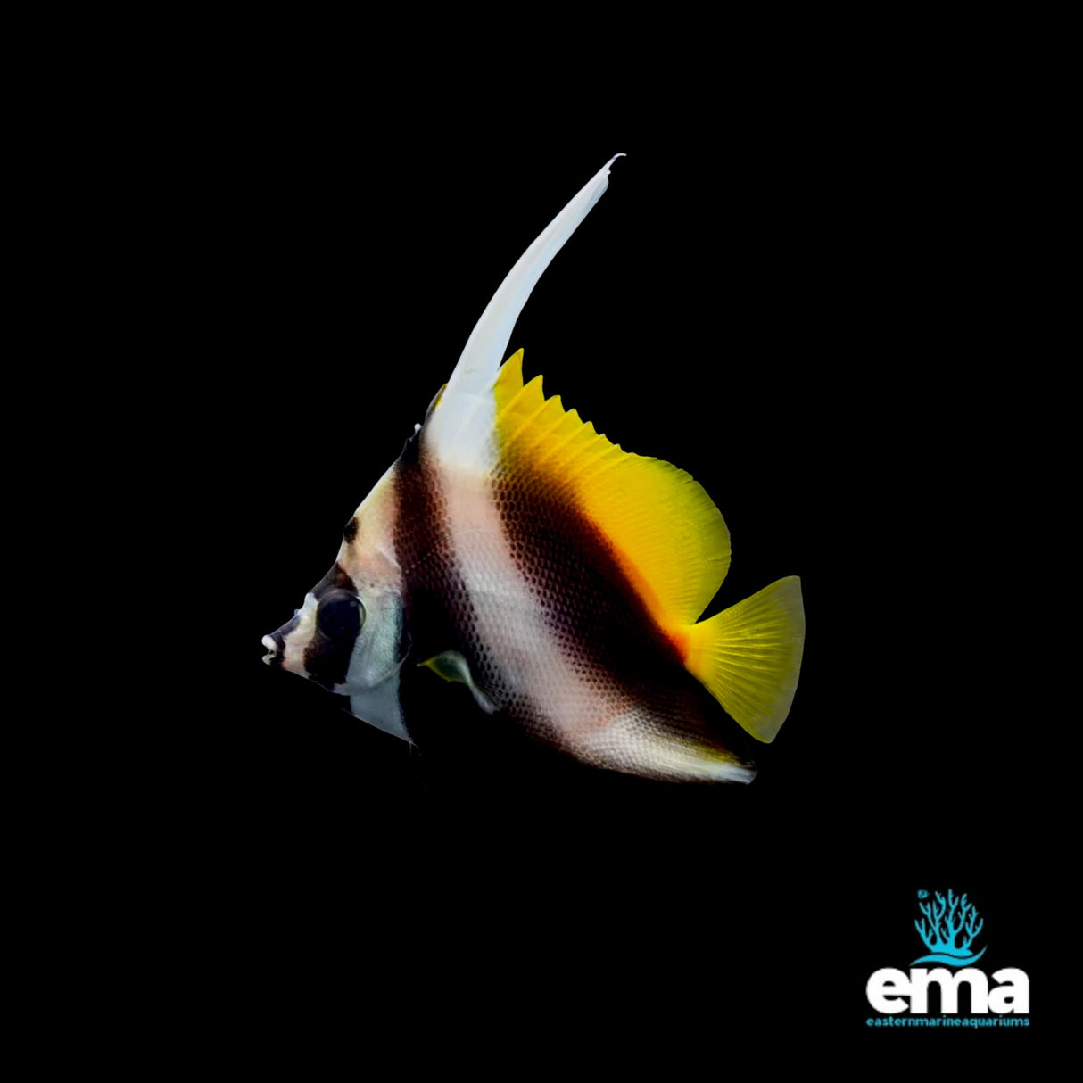 Masked Butterflyfish