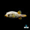 Pufferfish