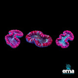 Trachyphyllia Coral - 3 Pack