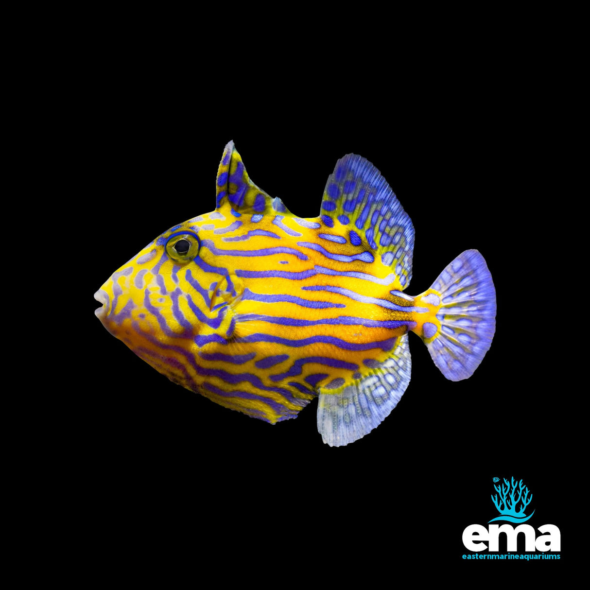 Blue Line Triggerfish