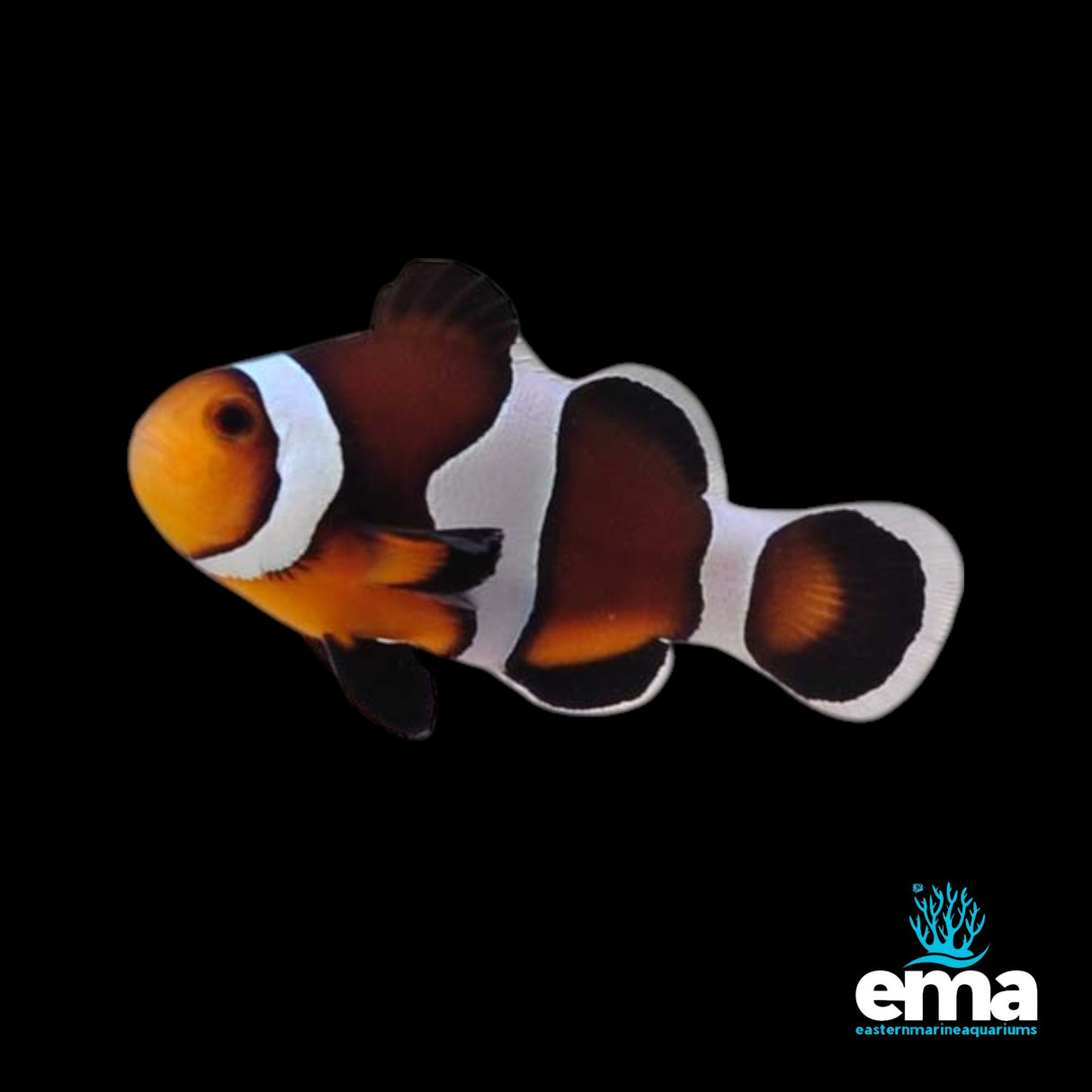 Captive Bred Caramel Clownfish