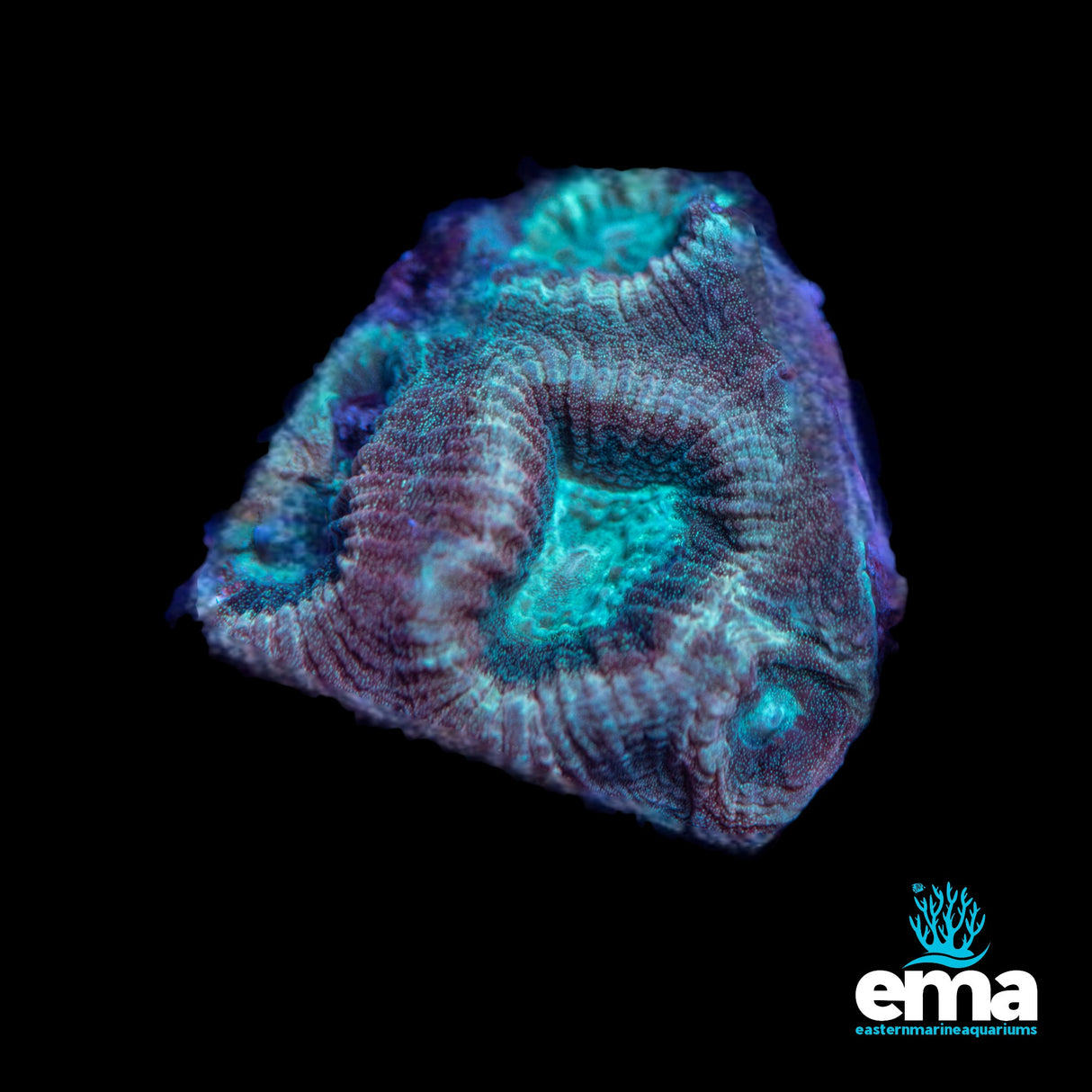 Teal Moon Coral Fragment