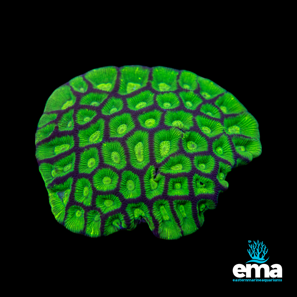 Toxic Green Goniastrea Colony