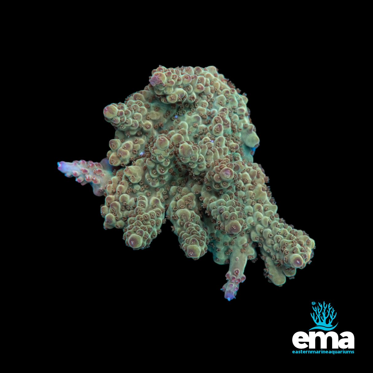 Aquacultured Acropora