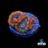Rainbow Acan Lord Fragment