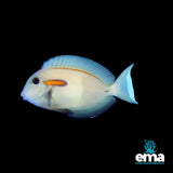 Orange Shoulder Surgeonfish