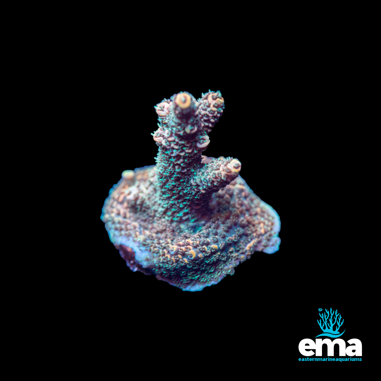 Millepora Fragment