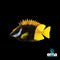 Foxface & Rabbitfish