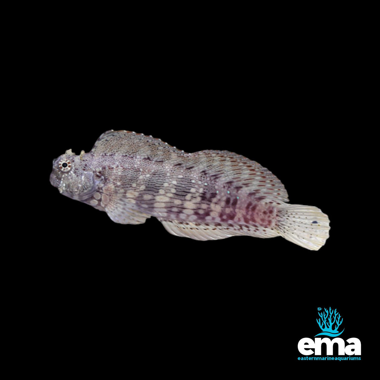 A small, elongated Jewelled Rockskipper with a speckled gray and purple body swims against a black background. This marine aquarium beauty features a distinctive dorsal fin along its back. The ema logo with a stylized coral from EasternMarine Aquariums is visible in the bottom right corner.